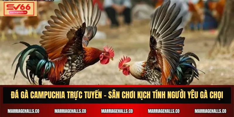 Tận hưởng các đặc quyền VIP hạng Ek88 và khám phá thế giới xa hoa - Ek88